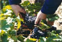 La ceuillette du raisin